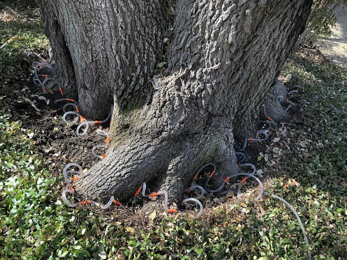 Detailed Tree Cabling and Bracing job site in Leblanc