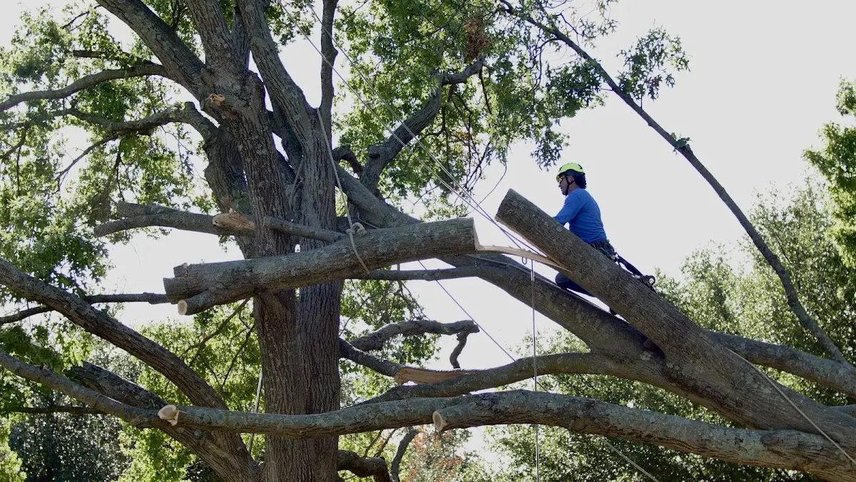 Professional Crown Thinning performed by certified arborists in Leblanc