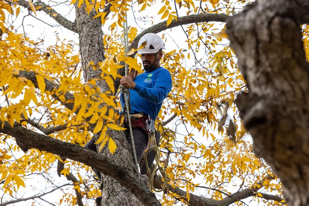 Skilled Emergency Tree Service crew working in Leblanc